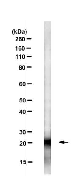 Cdc42, Mouse anti-Mouse, Yeast, Human, Clone: 28-10, Millipore Sigma 25&mu;L;